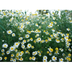 Nasiona Rumianek leczniczy Matricaria szt. 10 Nxx701