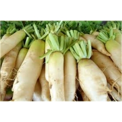 Nasiona Rzodkiewka biała bez GMO szt.10 Nxx574