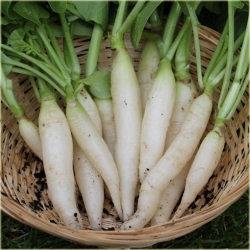 Nasiona Rzodkiewka biała bez GMO szt.10 Nxx574