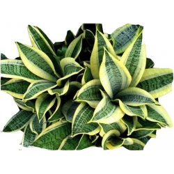Nasiona Sansewieria szt.5 N302