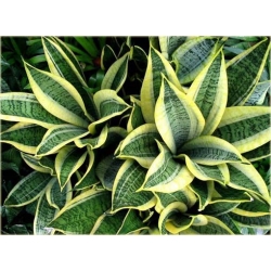 Nasiona Sansewieria szt.5 Nxx302