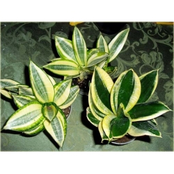 Nasiona Sansewieria szt.5 Nxx302