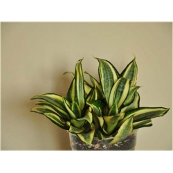 Nasiona Sansewieria szt.5 Nxx302
