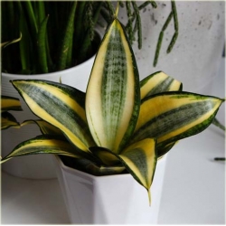 Nasiona Sansewieria szt.5 Nxx302