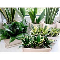 Nasiona Sansewieria szt.5 Nxx302