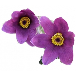 Nasiona Sasanka zwyczajna fioletowa szt.5 N104