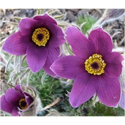 Nasiona Sasanka zwycz fiolet szt.5 Nxx104