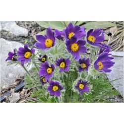 Nasiona Sasanka zwycz fiolet szt.5 Nxx104