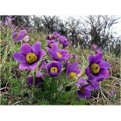 Nasiona Sasanka zwycz fiolet szt.5 Nxx104