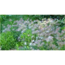 Nasiona Sasanka zwycz fiolet szt.5 Nxx104