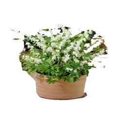 Nasiona Serduszka okazała biała szt.5 N603