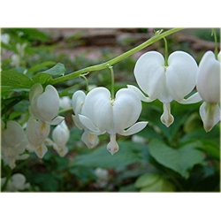 Nasiona Serduszka okazała biała szt.5 Nxx603