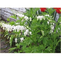 Nasiona Serduszka okazała biała szt.5 Nxx603