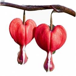 Nasiona Serduszka okazała czerwona szt.5 N602