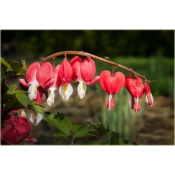 Nasiona Serduszka okazała czerwona szt.5 Nxx602