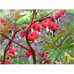 Nasiona Serduszka okazała czerwona szt.5 Nxx602