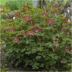 Nasiona Serduszka okazała czerwona szt.5 Nxx602