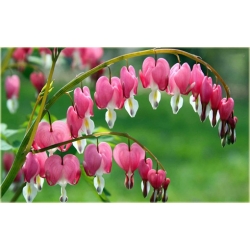 Nasiona Serduszka okazała różowa szt.5 Nxx601