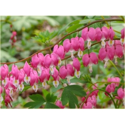 Nasiona Serduszka okazała różowa szt.5 Nxx601