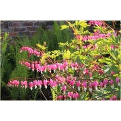 Nasiona Serduszka okazała różowa szt.5 Nxx601