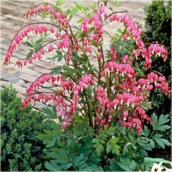 Nasiona Serduszka okazała różowa szt.5 Nxx601