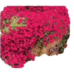 Nasiona Skalna rzeżucha czerwona szt.10 N413