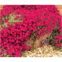 Nasiona Skalna rzeżucha czerwona szt.10 Nxx413