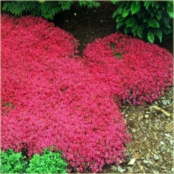 Nasiona Skalna rzeżucha czerwona szt.10 Nxx413