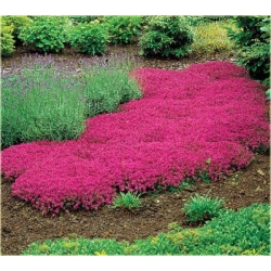 Nasiona Skalna rzeżucha czerwona szt.10 Nxx413