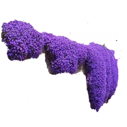 Nasiona Skalna rzeżucha fioletowa szt.10 N412