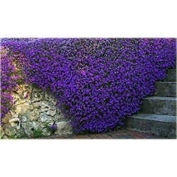 Nasiona Skalna rzeżucha fioletowa szt.10 Nxx412