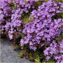 Nasiona Skalna rzeżucha fioletowa szt.10 Nxx412