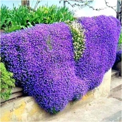 Nasiona Skalna rzeżucha fioletowa szt.10 Nxx412