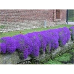 Nasiona Skalna rzeżucha fioletowa szt.10 Nxx412