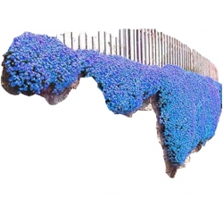 Nasiona Skalna rzeżucha niebieska szt.10 N411