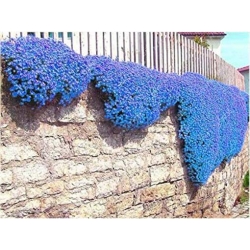 Nasiona Skalna rzeżucha niebieska szt.10 Nxx411