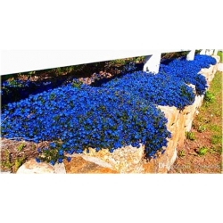 Nasiona Skalna rzeżucha niebieska szt.10 Nxx411