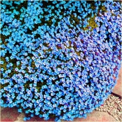 Nasiona Skalna rzeżucha niebieska szt.10 Nxx411