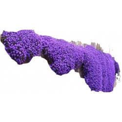 Nasiona Skalna rzeżucha szt.5 N5