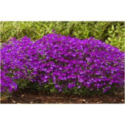 Nasiona Skalna rzeżucha fiolet szt.5 Nxx5