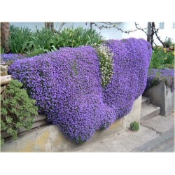 Nasiona Skalna rzeżucha fiolet szt.5 Nxx5