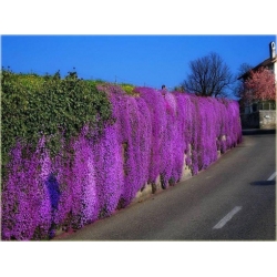 Nasiona Skalna rzeżucha fiolet szt.5 Nxx5