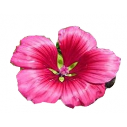 Nasiona Ślęzawa trójwrębna szt.5 N353