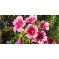 Nasiona Ślęzawa trójwrębna szt.5 Nxx353