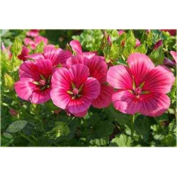 Nasiona Ślęzawa trójwrębna szt.5 Nxx353