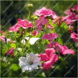 Nasiona Ślęzawa trójwrębna szt.5 Nxx353