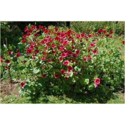 Nasiona Ślęzawa trójwrębna szt.5 Nxx353