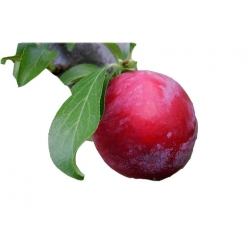 Nasiona Śliwa japońska okrągła czerwona szt.5 N453