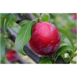 Nasiona Śliwa japońska okrągła szt.5 Nxx453