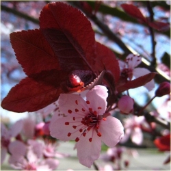 Nasiona Śliwa japońska okrągła szt.5 Nxx453